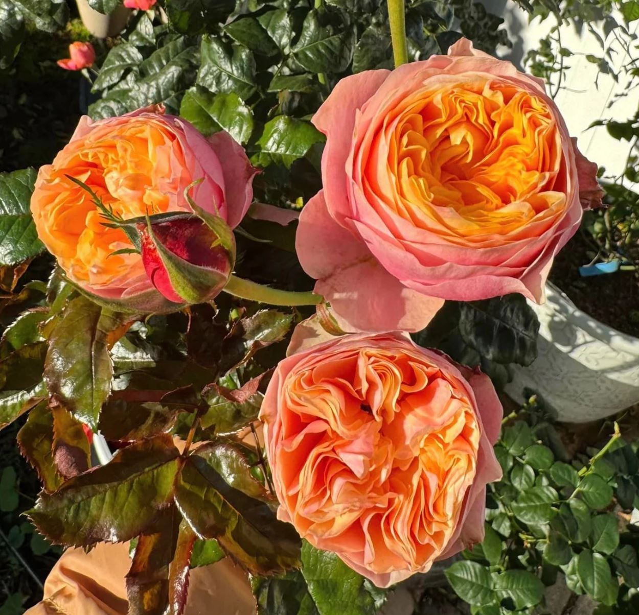 Vuvuzela lookalike wedding garden rose plant large flower bush deciduous shrub