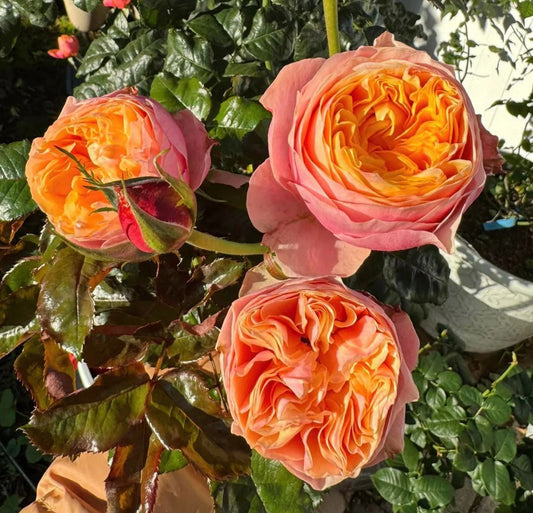 Vuvuzela lookalike wedding garden rose plant large flower bush deciduous shrub