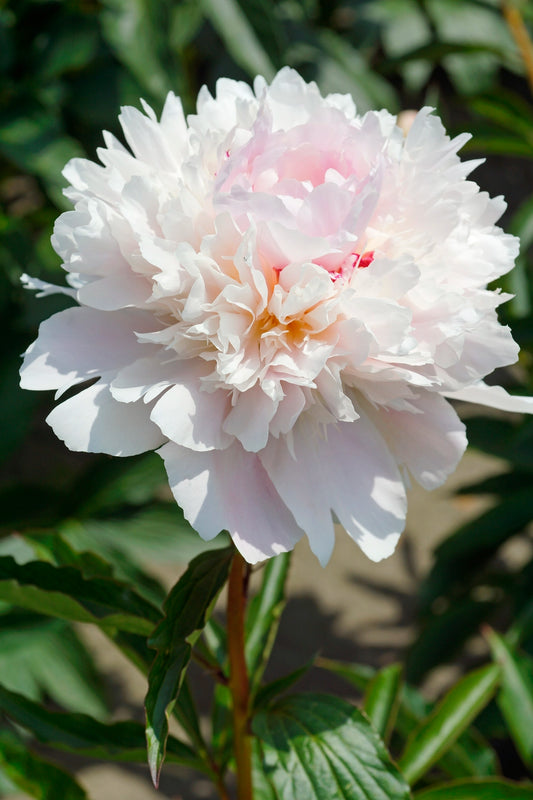 Peony Alerte
