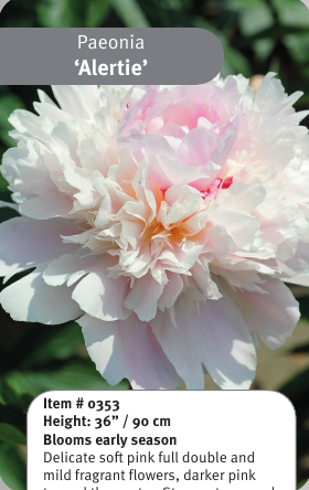 Peony Alertie