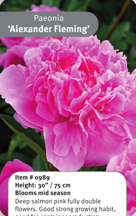 Peony Alexander Fleming