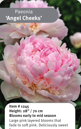 Peony Angel Cheeks