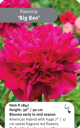 Peony Big Ben