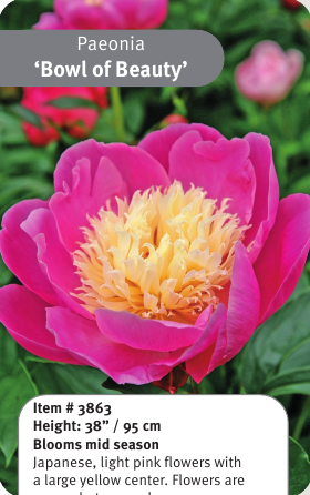 Peony Bowl of Beauty