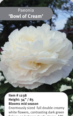 Peony Bowl of Cream