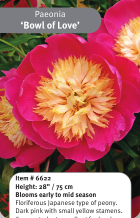 Peony Bowl of Love