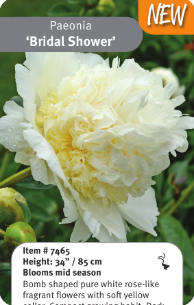 Peony Bridal Shower