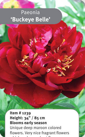 Peony Buckeye Belle