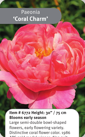 Peony Coral Charm