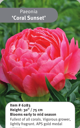 Peony Coral Sunset