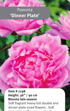 Peony Dinner Plate