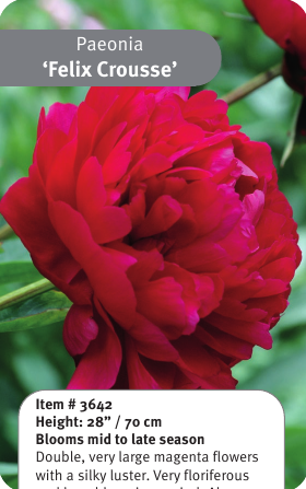 Peony Felix Crousse