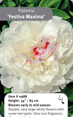 Peony Festiva Maxima
