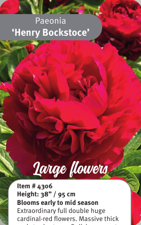 Peony Henry Bockstoce