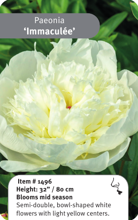 Peony Immaculee