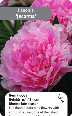 Peony Jacorma