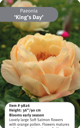 Peony King's Day