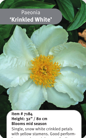 Peony Krinkled White