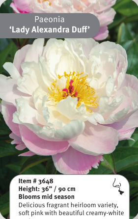 Peony Lady Alexandra Duff