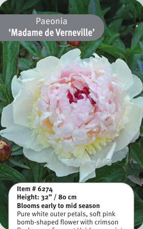 Peony Madame de Verneville