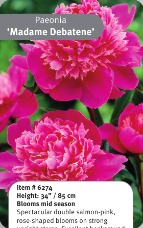 Peony Madame Debatene