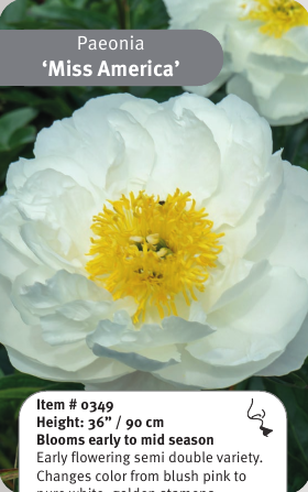 Peony Miss America