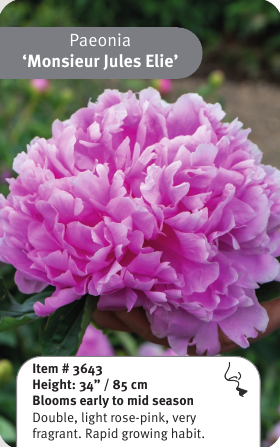 Peony Monsieur Jules Elie