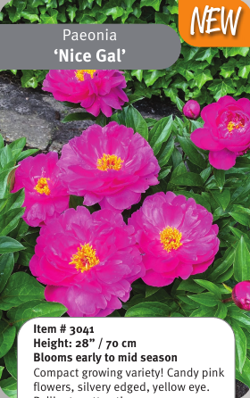 Peony Nice Gal