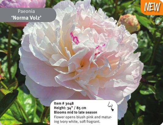 Peony Norma Volz
