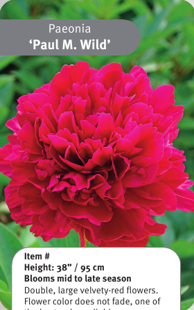 Peony Paul M. Wild