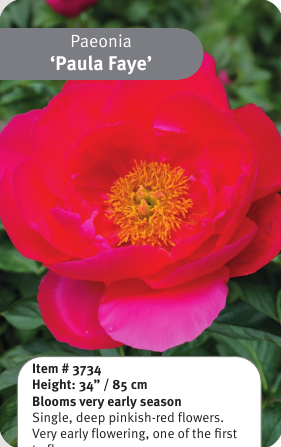 Peony Paula Faye