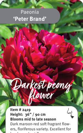 Peony Peter Brand
