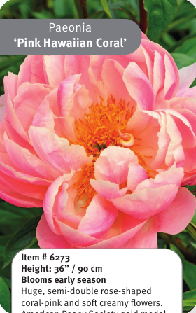 Peony Pink Hawaiian Coral