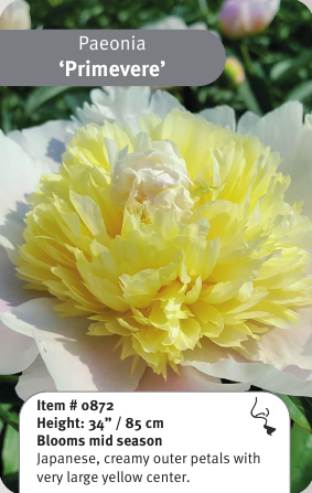 Peony Primevere