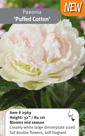 Peony Puffed Cotton