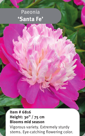 Peony Santa Fe