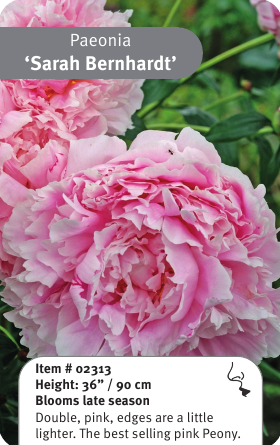 Peony Sarah Bernhardt