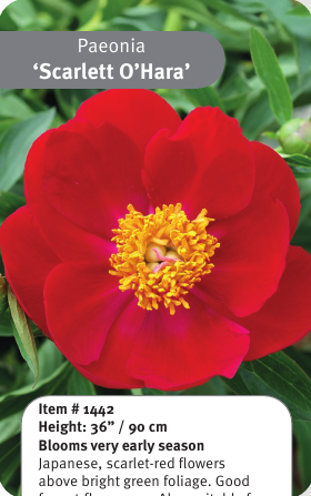 Peony Scarlett O'Hara