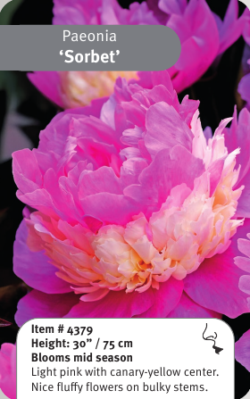 Peony Sorbet