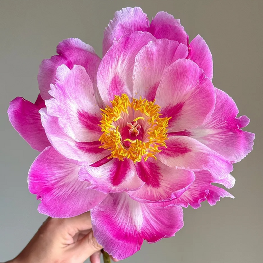 Crimson Lantern (Hong Sha Deng) Rockii Tree Peony main product image