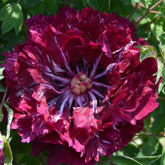 Jade-Winged Obsidian (Mo Guan Yu Chi) Rockii Tree Peony main product image