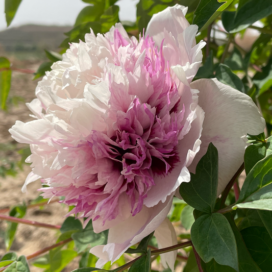 Lavender Whiff (Lan Dai Piao Xiang) Rockii Tree Peony main product image
