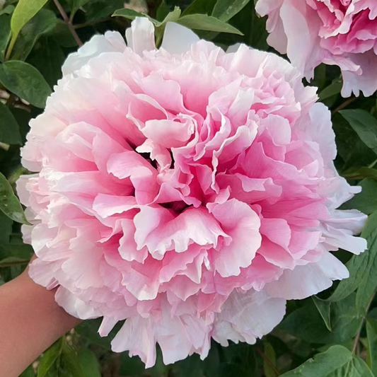 Spring Mist (Su Di Chun Xiao) Rockii Tree Peony main product image