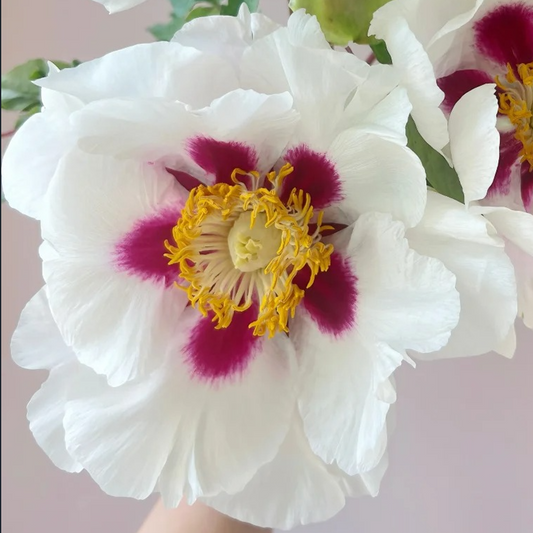Blushing Snow Lotus (Hong Ban Xue Lian) Rockii Tree Peony main product image