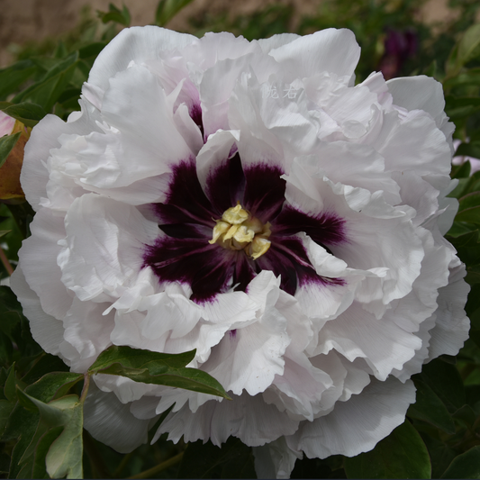 Ivory Flame (Zong Ban Xue Fei) Rockii Tree Peony main product image