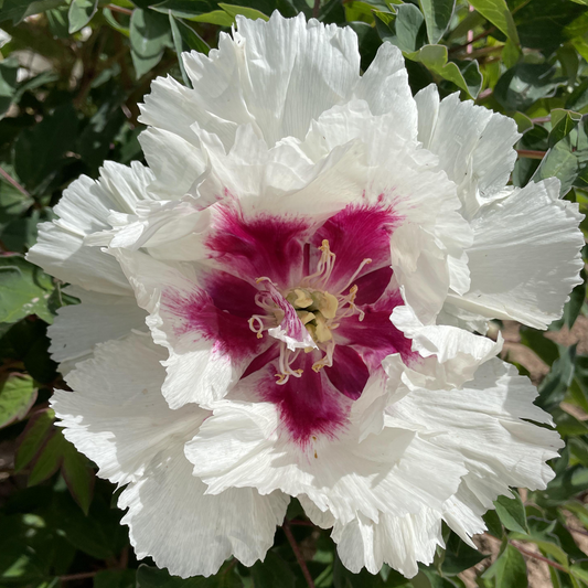 Ruby Heart (Ji Xue Shi) Rockii Tree Peony main product image