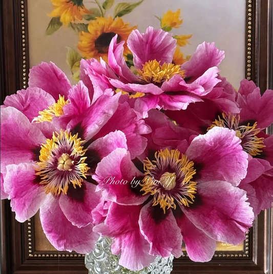 Radiance (Ri Yue Tong Hui) Rockii Tree Peony main product image