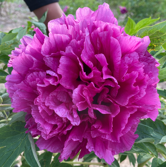 Fragrant Rose (Mei Gui Xiang) Rockii Tree Peony main product image