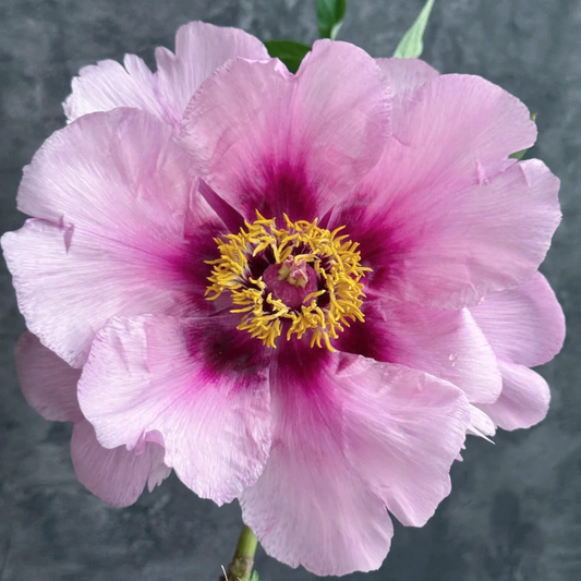 Heavenly Promise (Tao Hua Yuan) Rockii Tree Peony main product image