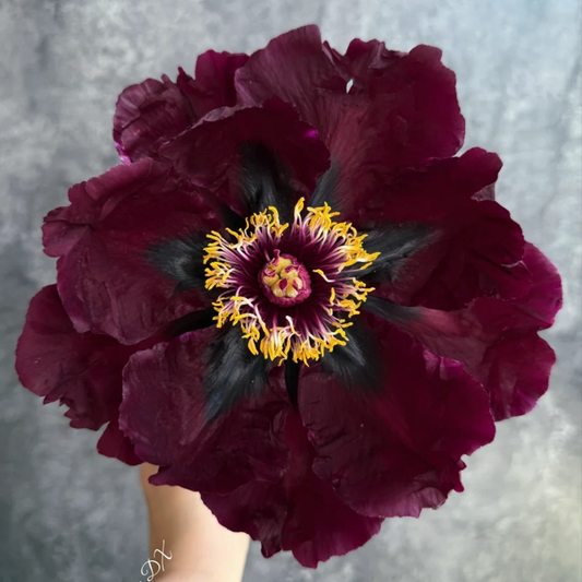 Twilight Chalice (Ye Guang Bei) Rockii Tree Peony main product image
